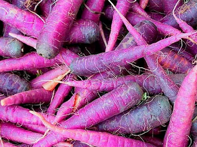 Descubre la evolución de las zanahorias, desde su tono morado original hasta el naranja vibrante que conocemos hoy. Un viaje fascinante a través de la historia y la selección artificial