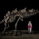 El fósil completo de un estegosaurio, denominado Apex, que será subastado por Sotheby’s en Nueva York, mide 3.4 metros de alto y 6 metros de largo.
