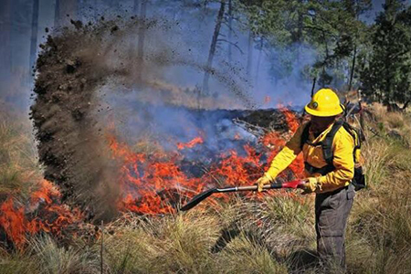Imagen de un incendio forestal en Chihuahua, México, con llamas altas y humo denso. Combatientes de Conafor trabajan intensamente para controlar el fuego que ha afectado más de 2,300 hectáreas.