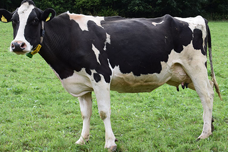 Ventas de leche cruda aumentan a pesar del brote de gripe aviar en vacas lecheras en Estados Unidos, desafiando advertencias sanitarias.