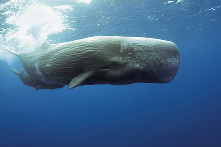 Avance científico: Investigadores descubren componentes del lenguaje de las ballenas cachalote, revelando posibles bloques de construcción del habla.