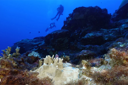Blanqueamiento de corales por calor extremo en el océano Atlántico. Impacto devastador en la biodiversidad marina y ecosistemas costeros