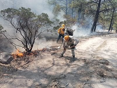 Guardia Nacional en la primera línea combatiendo incendio forestal en Guerrero. Despliegue de esfuerzos para contener la devastación y proteger el medio ambiente.