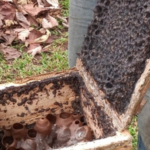 Investigación científica muestra cómo las bacterias de las abejas meliponas pueden contribuir a la salud humana y al equilibrio ecológico en México.