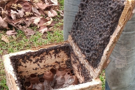 Investigación científica muestra cómo las bacterias de las abejas meliponas pueden contribuir a la salud humana y al equilibrio ecológico en México.