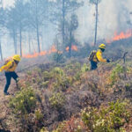 Brigadistas combaten incendios forestales en Chihuahua. Conafor informa 12 incendios activos, 485 luchan por contener el fuego en más de 8,000 hectáreas afectadas