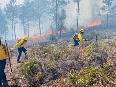 Brigadistas combaten incendios forestales en Chihuahua. Conafor informa 12 incendios activos, 485 luchan por contener el fuego en más de 8,000 hectáreas afectadas
