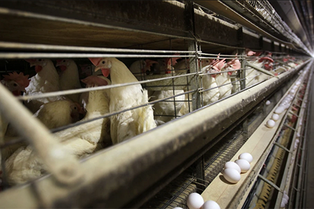 Sacrificio de 4.2 millones de gallinas en una granja de Iowa debido a la detección de gripe aviar altamente patógena.