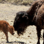 Imagen de la cría de bisonte americano recién nacida en el Zoológico de Chihuahua, junto a su madre "Brutus", líder de la manada. Una escena de alegría en el Santuario de los Animales.