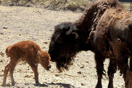 Imagen de la cría de bisonte americano recién nacida en el Zoológico de Chihuahua, junto a su madre "Brutus", líder de la manada. Una escena de alegría en el Santuario de los Animales.