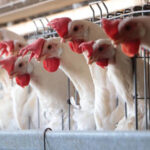 La Secretaría de Agricultura y Desarrollo Rural declara a Chihuahua y otros diez estados libres de gripe aviar, garantizando la seguridad en el consumo de pollo y huevo.