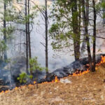 Fotografía de brigadistas combatiendo los incendios en Chihuahua. Cinco incendios forestales activos han impactado cerca de 12 mil hectáreas en el estado.
