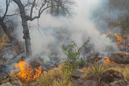 Más de mil brigadistas de la Conafor liquidaron el incendio en Madera, afectando 10 mil hectáreas. Reporte actualizado del control total del siniestro.