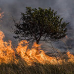 Brigadistas combatiendo el incendio forestal en Madera, Chihuahua, que afectó más de 9 mil hectáreas. Conafor reporta que el siniestro está controlado al 90% y continúa el esfuerzo por sofocarlo completamente.