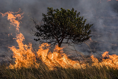 Brigadistas combatiendo el incendio forestal en Madera, Chihuahua, que afectó más de 9 mil hectáreas. Conafor reporta que el siniestro está controlado al 90% y continúa el esfuerzo por sofocarlo completamente.