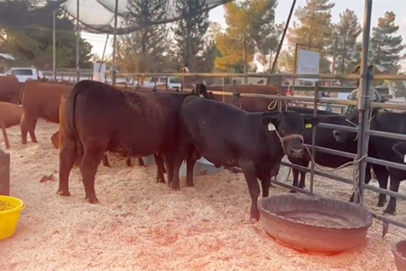 Muestra Regional Angus Noroeste en Casas Grandes: Participa en el juzgamiento y premiación de ganado Angus Rojo y Negro el 15 de junio de 2024. Evento parte de la Feria San Antonio.