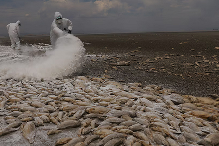 Miles de peces muertos flotando en la superficie de la Laguna de Bustillos en Chihuahua, México, debido a la intensa sequía y altas temperaturas.