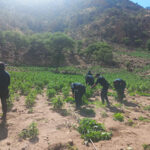 Elementos de la SSPE y fuerzas de seguridad destruyen plantíos de droga en la carretera Chihuahua-Namiquipa, utilizando helicópteros y drones Centinela para localizar y erradicar casi 2 millones de plantas de estupefacientes.