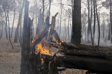 Brigadistas de la Conafor trabajando para controlar el incendio forestal en Madera, Chihuahua, utilizando equipo aéreo y recursos adicionales para sofocar las llamas.