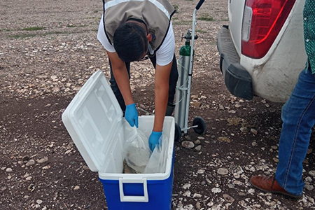 Autoridades tomando muestras de agua y peces vivos en la Laguna Grande de Nuevo Casas Grandes para determinar la causa de la mortandad.