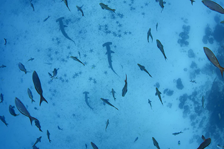 Restos del Arco de Darwin reflejados en la cálida luz matutina, cerca de la Isla Darwin en Galápagos, simbolizando la fragilidad del archipiélago ante el cambio climático y la erosión.