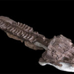 Fósiles de un depredador gigante con colmillos afilados, mayor que una persona, revelan una bestia prehistórica que existió antes de los dinosaurios.