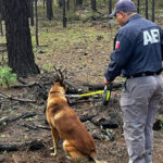 Operativo de búsqueda en Madera halla más de 700 fragmentos óseos e indicios de interés criminalista. Trabajo conjunto de Fiscalía y expertos forenses.