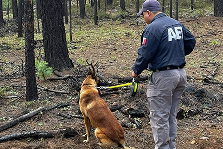 Operativo de búsqueda en Madera halla más de 700 fragmentos óseos e indicios de interés criminalista. Trabajo conjunto de Fiscalía y expertos forenses.