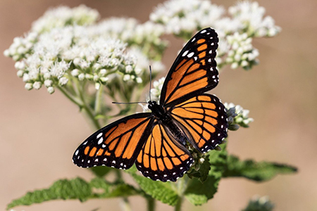 Descubre cómo las mariposas utilizan la electricidad estática para polinizar flores, según un nuevo estudio. Conoce los detalles aquí.