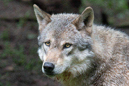 Lobos grises recuperados en Europa provocan polémica. Ursula von der Leyen advierte sobre riesgos y la Comisión Europea pide cambiar su estatus de protección.