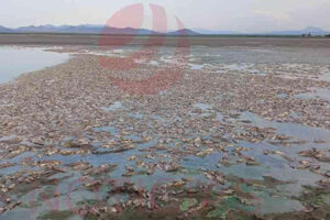Imagen de la Laguna Grande en Nuevo Casas Grandes con peces muertos flotando debido a la sequía.