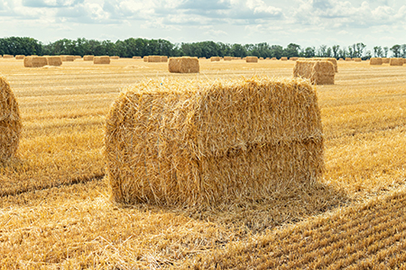 Pacas de paja de avena apiladas listas para ser distribuidas a productores rurales en Nuevo Casas Grandes.