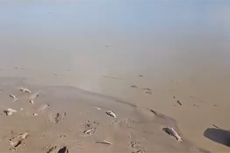 Preocupante escena de peces muertos en la Laguna Grande de Nuevo Casas Grandes por falta de agua.