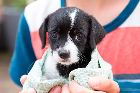 Miembro de Tanda Perruna presentando a un perro para adopción en Nuevo Casas Grandes.