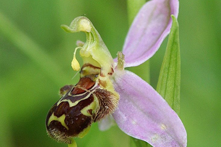 Descubre cómo las orquídeas engañan a las abejas para lograr la polinización, usando estrategias evolutivas fascinantes.