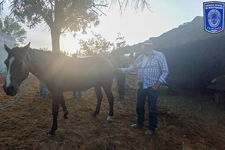 Elementos de la Fiscalía aseguran caballo cuarto de milla robado en Nuevo Casas Grandes, devolviéndolo a su dueño.