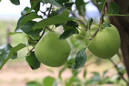 Inspecciones de la SDR y el Comité de Sanidad Vegetal en huertos de manzana de Chihuahua aseguran cultivos libres de plagas.