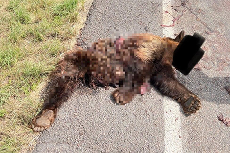 Un oso fue encontrado atropellado en la carretera de Flores Magón, un incidente que subraya los riesgos para la fauna silvestre en zonas cercanas a comunidades.