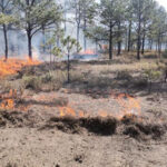 Tres incendios forestales activos en Chihuahua, uno en área protegida, y sólo uno atendido. No se conoce el nivel de control de los siniestros.