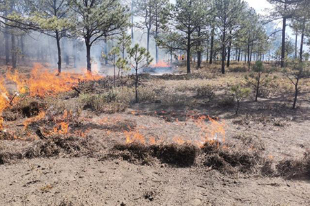 Tres incendios forestales activos en Chihuahua, uno en área protegida, y sólo uno atendido. No se conoce el nivel de control de los siniestros.