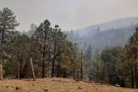 El incendio forestal en Chínipas, Chihuahua, persiste sin control tras nueve días, afectando más de 300 hectáreas. Más detalles sobre la situación actual aquí.