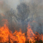 El incendio forestal en Chínipas, Chihuahua, cumple 10 días activo sin intervención de brigadas, afectando 325 hectáreas en el Ejido Aguaropachi.