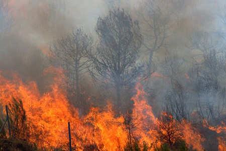 El incendio forestal en Chínipas, Chihuahua, cumple 10 días activo sin intervención de brigadas, afectando 325 hectáreas en el Ejido Aguaropachi.