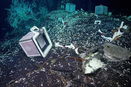 Vida marina encontrada bajo el lecho marino en el Pacífico, con especies como gusanos gigantes y caracoles en cavidades cercanas a ventilas hidrotermales.