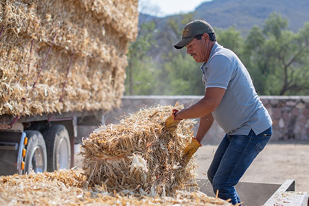 Gobierno de NCG entrega pacas de rastrojo subsidiadas para productores afectados por sequía; presenta tu INE y UPP para participar.