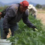 Chihuahua enfrentará una caída en la producción agrícola en 2025 debido a la sequía, advierte el Consejo Nacional Agropecuario.