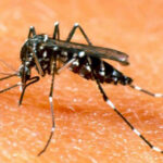 Mosquito Aedes aegypti, principal transmisor del dengue; conoce cómo prevenir su reproducción y evitar contagios de esta enfermedad viral.