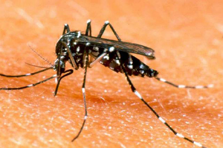 Mosquito Aedes aegypti, principal transmisor del dengue; conoce cómo prevenir su reproducción y evitar contagios de esta enfermedad viral.