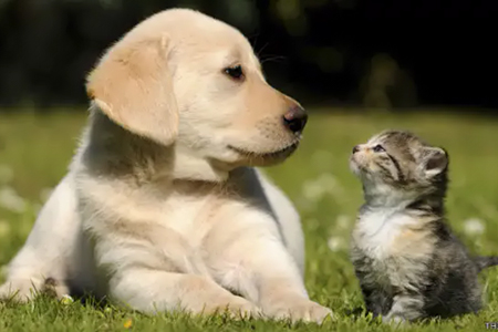 Cuida a tus mascotas del frío con estos consejos: abrigo, refugio y alimentación adecuada para mantenerlas sanas este invierno.