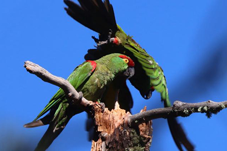 Conanp reporta aumento del 10% en la población de cotorra serrana en Chihuahua, con 2,500 ejemplares gracias a esfuerzos de conservación en áreas protegidas.